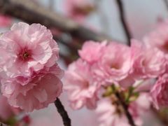 -天适樱花悠乐园