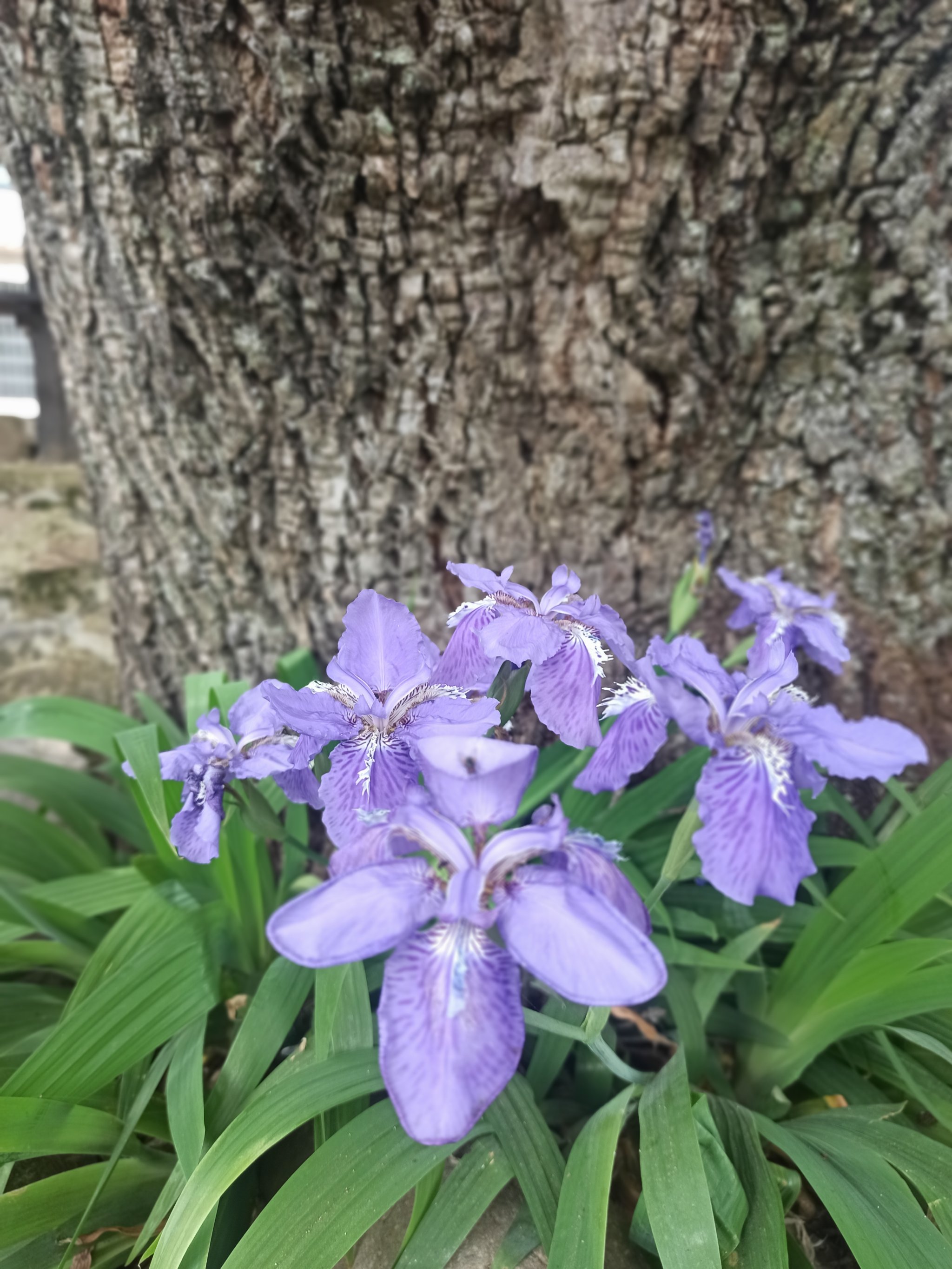 好看的花花图片图片