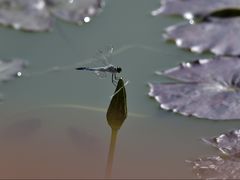 -国家植物园南园