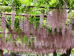 -嘉定紫藤园