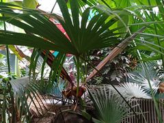 -呀路古热带植物园