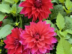 -庐山风景区花径公园