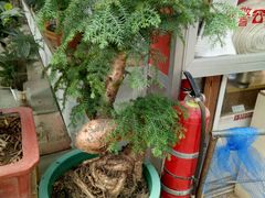 -龙大花卉苗木市场