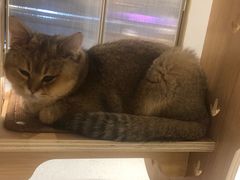 -飞行喵MR PILOT|猫舍·猫咖(静安大融城店)