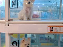 -翊宠yipet猫狗购宠庄园犬舍•猫舍