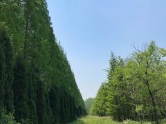 -黄海国家森林公园