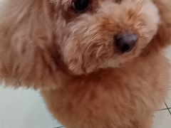 -宠颐生宠物医院·骨外科·犬猫全科诊疗中心(池州店)