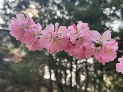 -桃花堤公园