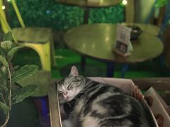 -咖法森林·咖啡  酒吧(天河店)