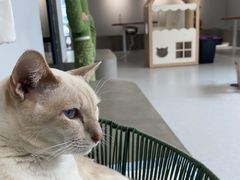 -Cappucimeow猫咪咖啡馆(韦伯时代店)