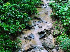 -西双版纳原始森林公园
