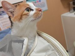 -瑞派康怡24h宠物医院·犬猫医疗中心·微创绝育(瑞景分院)
