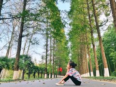 -黄海国家森林公园