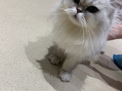 -藏猫猫咖啡主题馆(中央大道店)