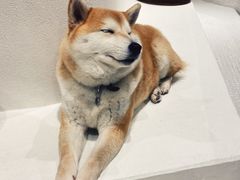 -柴务处·柴犬主题狗咖