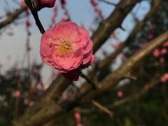 -峙山公园