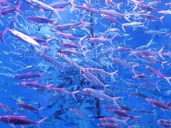 -成都浩海立方海洋公园