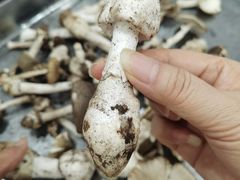 -兴福老面馆(寺路街店)