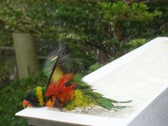 -新加坡飞禽公园