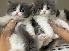 -lincat·猫舍(广州店)