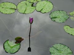 -荔枝公园(福田区)