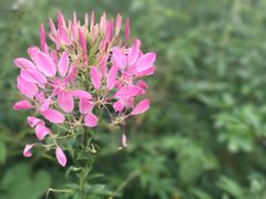 -松山湖梦幻百花洲