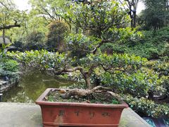 -南山植物园