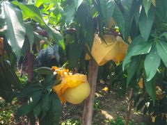 -老袁家蜜桃农场·阳山水蜜桃