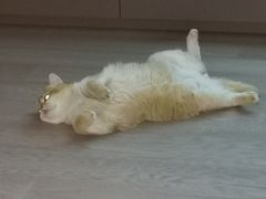 -FATBURGER 特富客汉堡(外交公寓店)