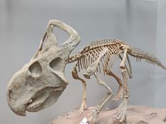 -重庆自然博物馆(新馆)