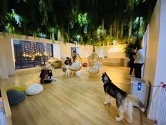 -Husky Go! 哈士奇体验馆·宠物咖啡厅狗咖