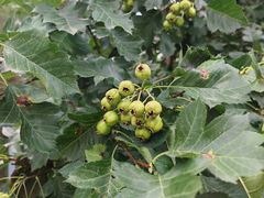 -沈阳奥林匹克体育中心