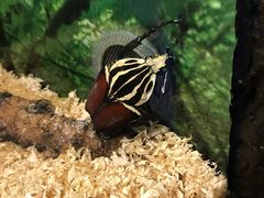 -上海大自然野生昆虫馆(东方明珠·爬宠昆虫探索中心)