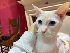 -猫色咖啡·猫咖