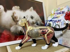 -瑞派宠物医院·24h·骨外科·皮肤科·全科宠物医疗转诊中心(沈阳浑南院)