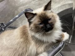 -浣熊柯尔鸭土拨鼠·电玩咖