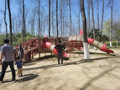 -合肥滨湖国家森林公园