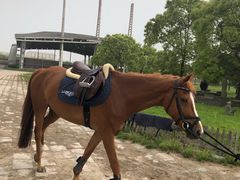 -松声马术俱乐部