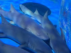 -成都浩海立方海洋公园