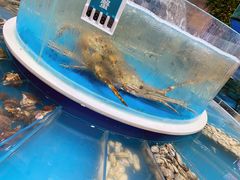 -金海湾海鲜总店