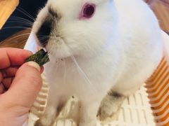 -藦茜花园宠物主题亲子互动体验馆(国顺东路店)