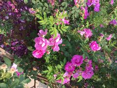 密云玫瑰情园-密云玫瑰情园