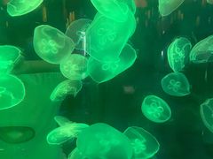 -顺德南宏海立方海洋公园
