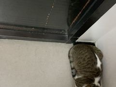 -御宝贝·A梦猫科宠物医院(国际猫友好医院)