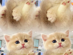 -lincat·猫舍(广州店)