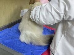 -瑞派蒂凯宠物医院·免疫点·宠保定点