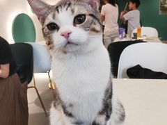 -飞行喵MR PILOT|猫舍·猫咖(静安大融城店)