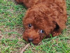 -羊亭河湿地公园