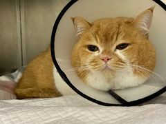 -瑞派康怡24h宠物医院·犬猫医疗中心·微创绝育(瑞景分院)