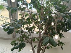 -大树餐厅(红旗街万达店)